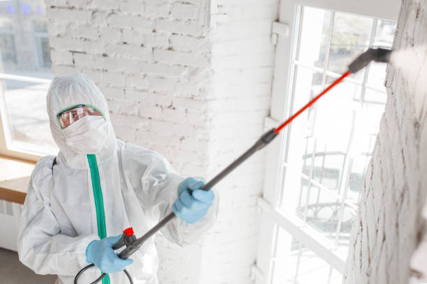 Best Attic Mold Removal  in Sun Prairie, WI